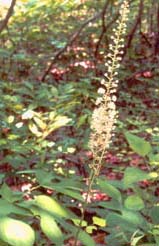 Herbalmedicine1
